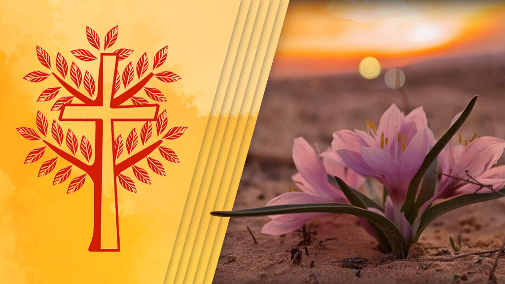 Una croce che è anche un albero con rami e foglie: appare nelle copertine dei fascicoli per la Settimana Santa dei sussidi Quaresima-Pasqua 2025; la foto di un fiore.