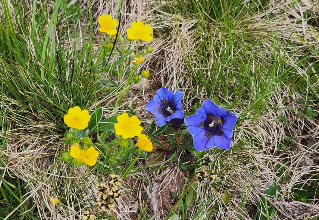 speranza fiori